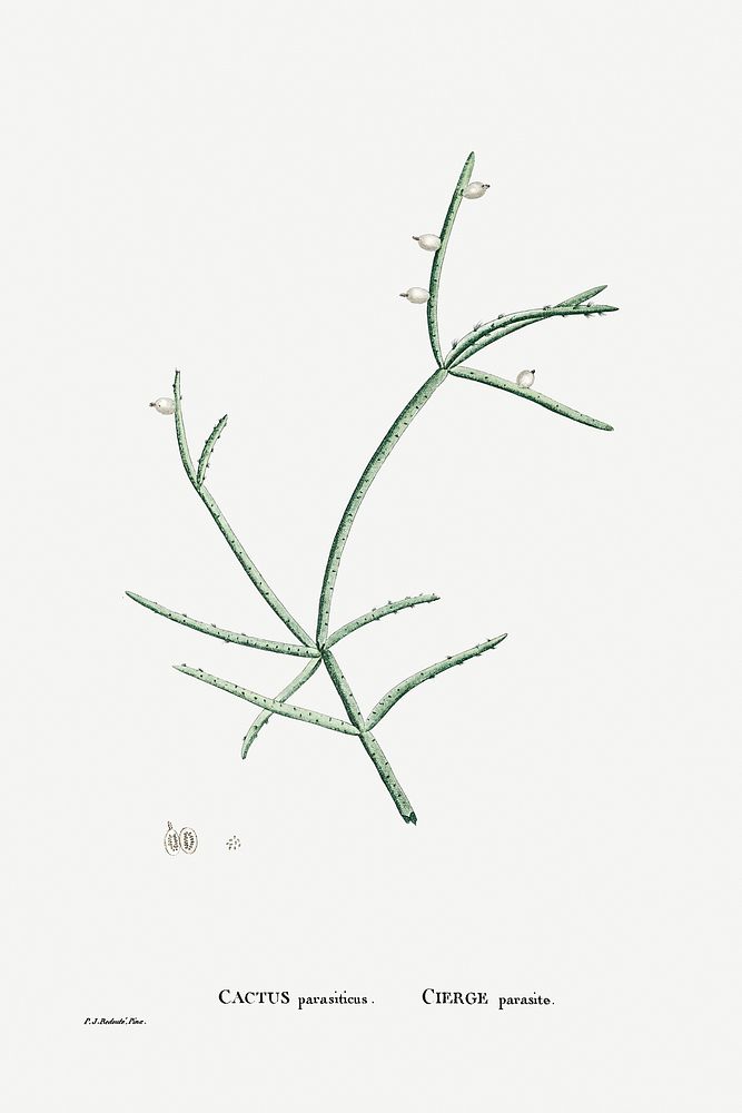 Cactus Parasiticus (Pencil Cactus) from Histoire des Plantes Grasses (1799) by Pierre-Joseph Redout&eacute;. Original from…
