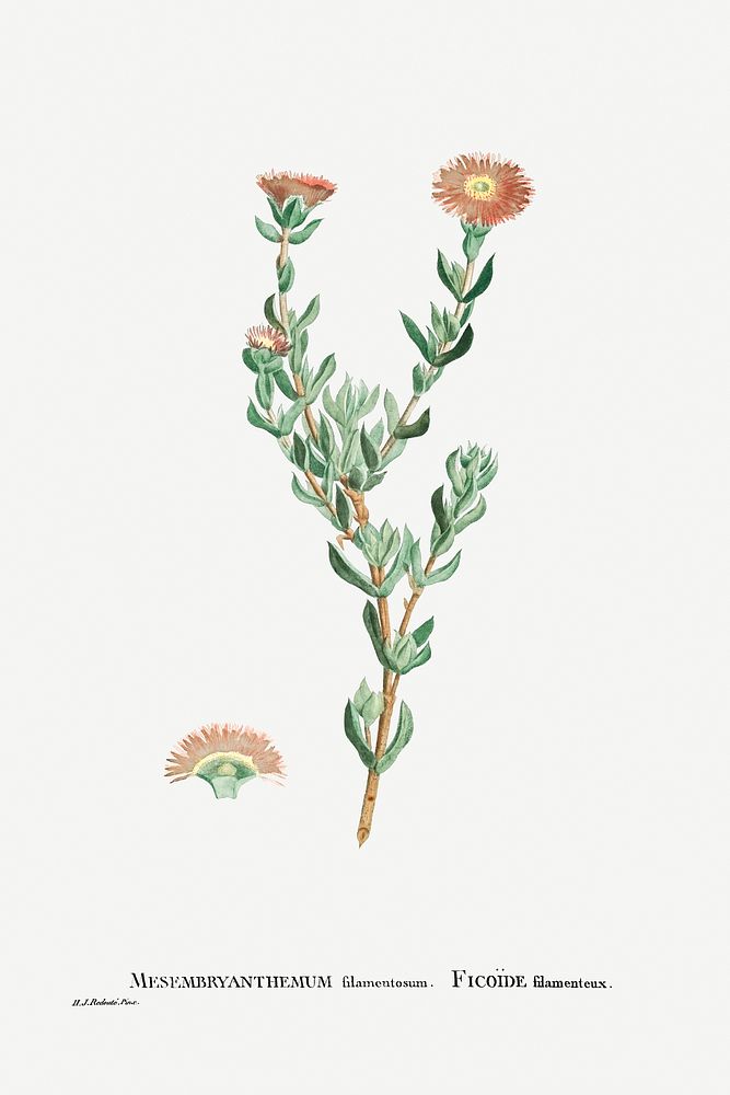 Mesembryanthemum Filamentosum (Thready Fig&ndash;Marigold) from Histoire des Plantes Grasses (1799) by Pierre-Joseph…