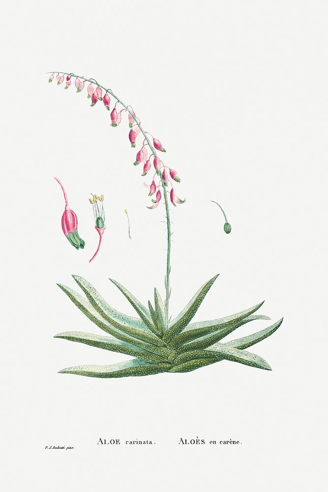 Aloe Carinata (Gasteria Carinata) from Histoire des Plantes Grasses (1799) by Pierre-Joseph Redout&eacute;. Original from…