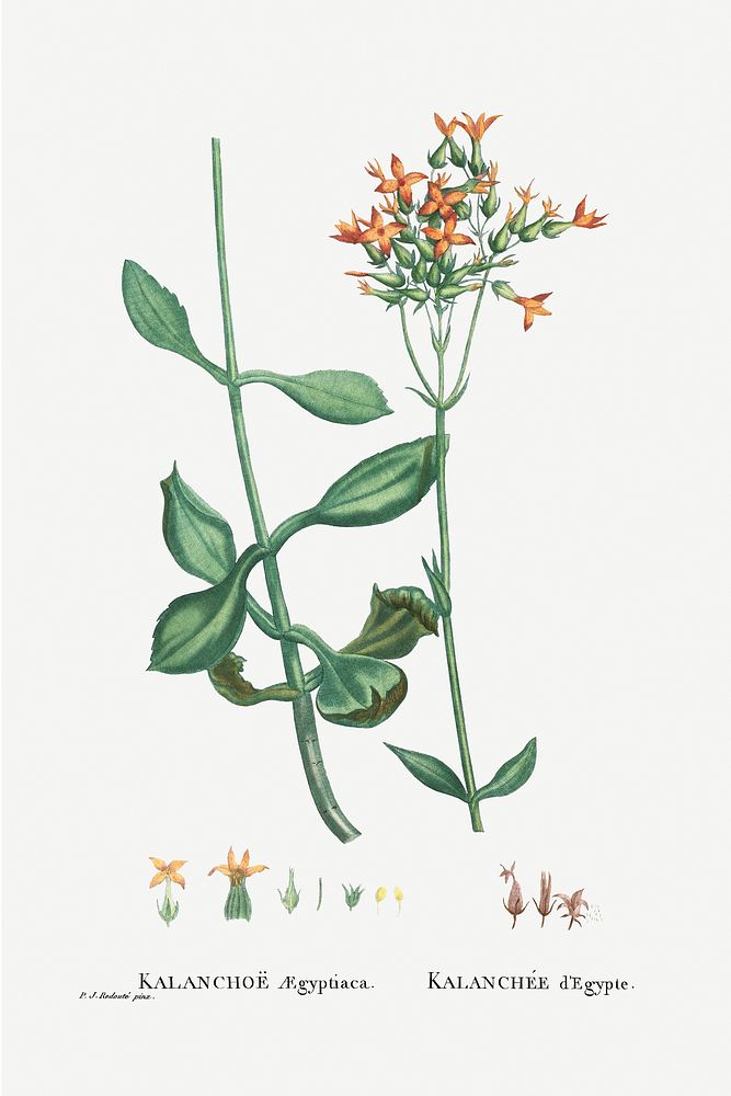 Kalanchoe Aegyptiaca (Kalanchoe) from Histoire des Plantes Grasses (1799) by Pierre-Joseph Redout&eacute;. Original from…