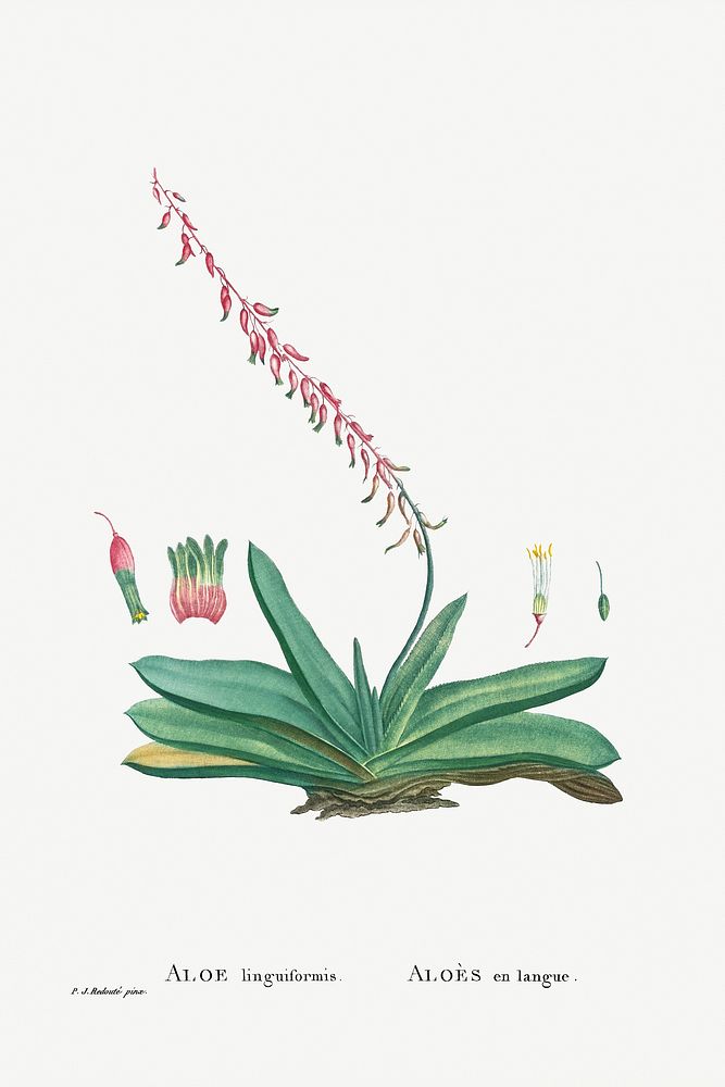 Aloe Linguiformis (Cow's Tongue) from Histoire des Plantes Grasses (1799) by Pierre-Joseph Redout&eacute;. Original from…