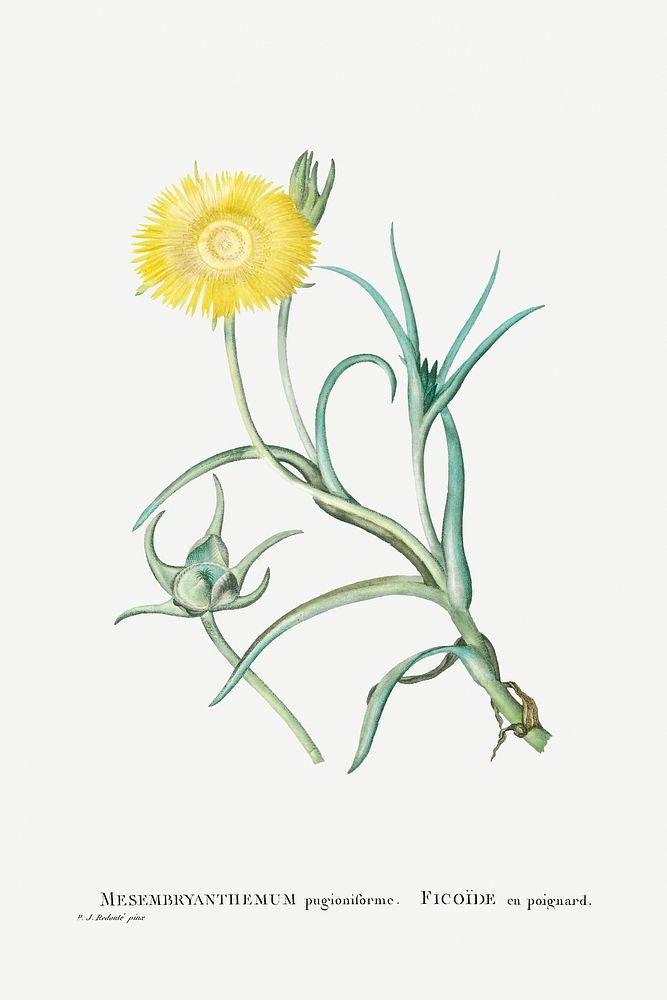 Conicosia Pugioniformis (Narrow&ndash;Leaved Iceplant) from Histoire des Plantes Grasses (1799) by Pierre-Joseph…