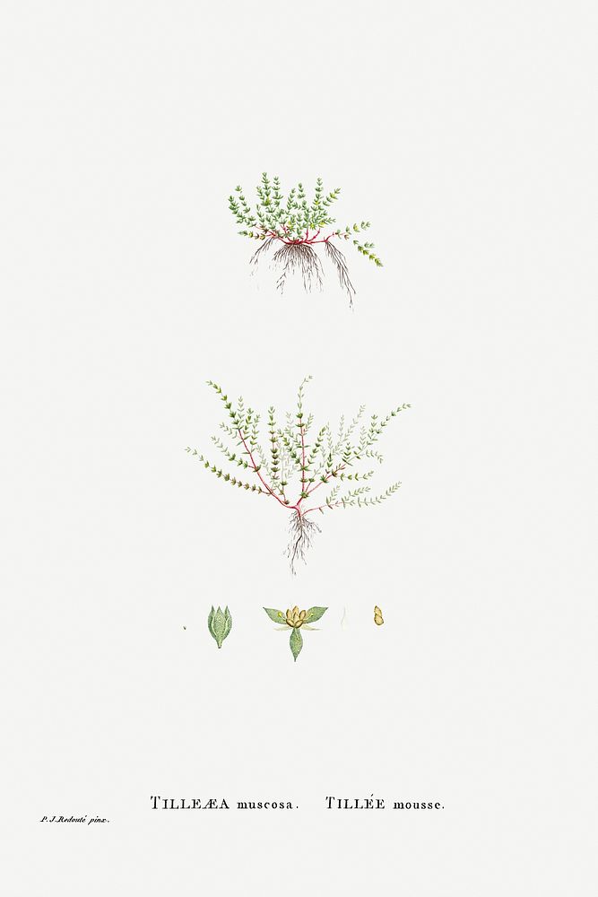 Tilleaea Muscosa from Histoire des Plantes Grasses (1799) by Pierre-Joseph Redout&eacute;. Original from Biodiversity…
