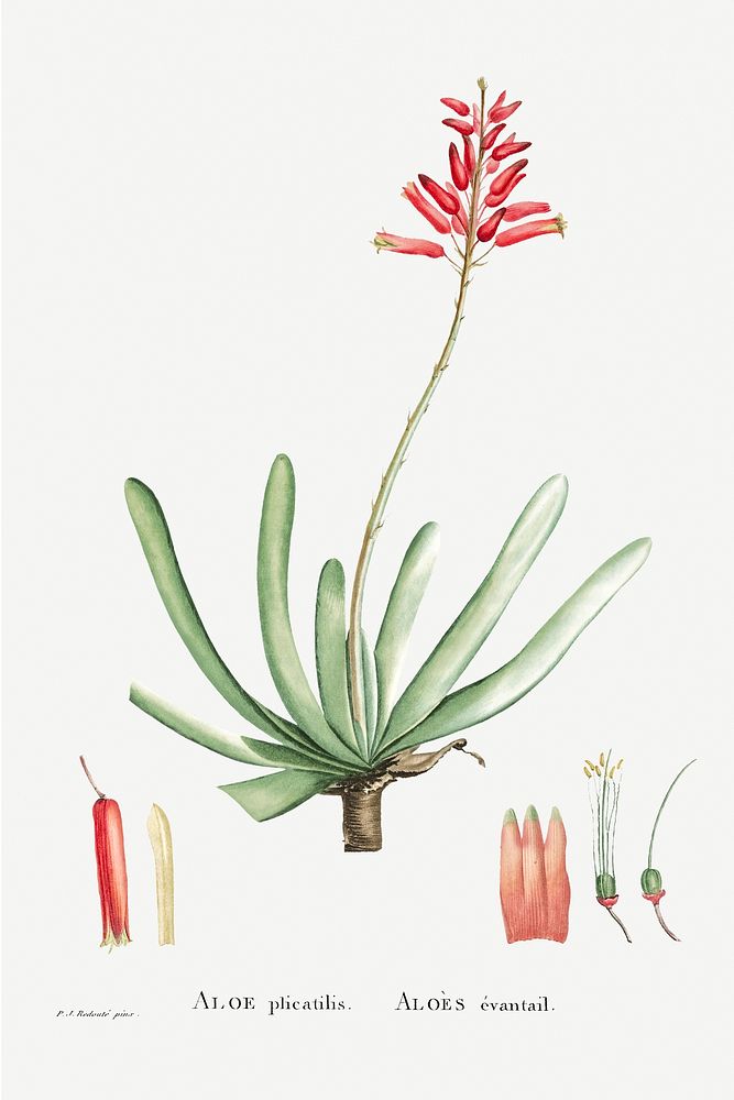 Aloe Plicatilis (Fan&ndash;Aloe) from Histoire des Plantes Grasses (1799) by Pierre-Joseph Redout&eacute;. Original from…