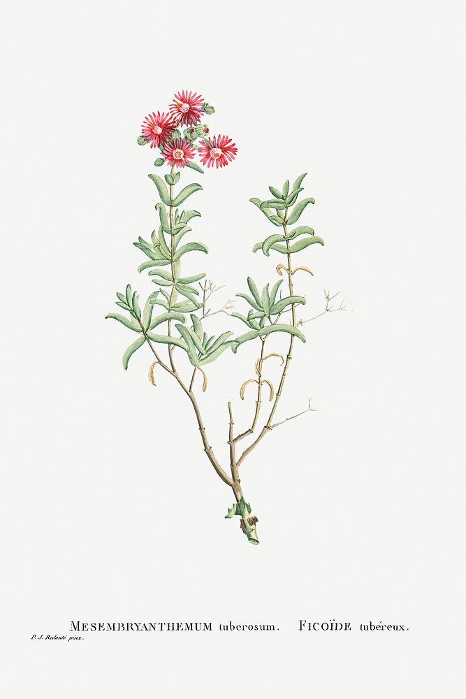Mesembryanthemum Tuberosum (Donkey Mesemb) from Histoire des Plantes Grasses (1799) by Pierre-Joseph Redout&eacute;.…