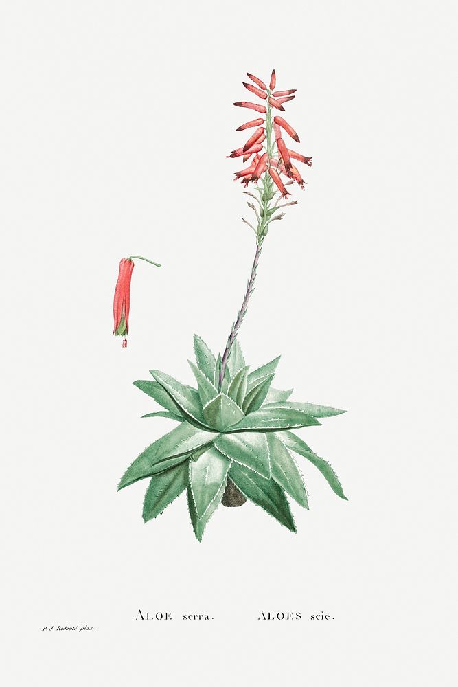 Hand drawn Aloe Serra illustration