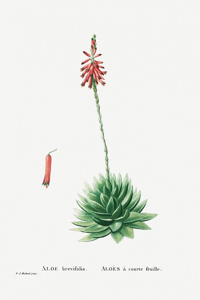 Aloe Brevifolia (Short&ndash;Leaved aloe) from Histoire des Plantes Grasses (1799) by Pierre-Joseph Redout&eacute;. Original…