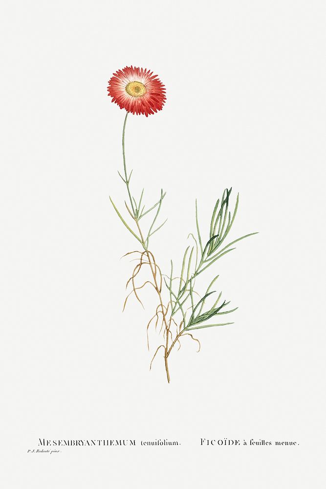 Mesembryanthemum Tenuifolium (Slender&ndash;Leaved Fig&ndash;Marigold) from Histoire des Plantes Grasses (1799) by Pierre…