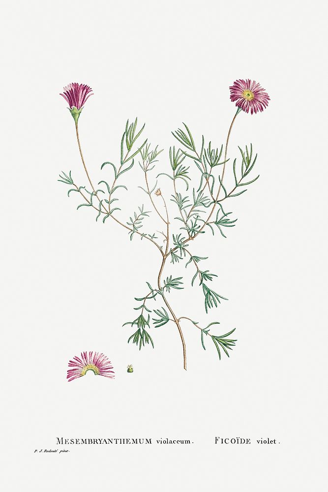 Mesembryanthemum Violaceum from Histoire des Plantes Grasses (1799) by Pierre-Joseph Redout&eacute;. Original from…