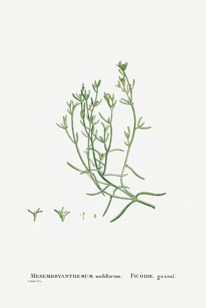 Mesembryanthemum Nodiflorum (Slenderleaf Iceplant) from Histoire des Plantes Grasses (1799) by Pierre-Joseph Redout&eacute;.…