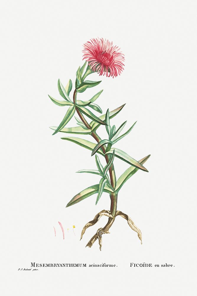 Mesembryanthemum Acinaciforme (Elands Sourfig) from Histoire des Plantes Grasses (1799) by Pierre-Joseph Redout&eacute;.…