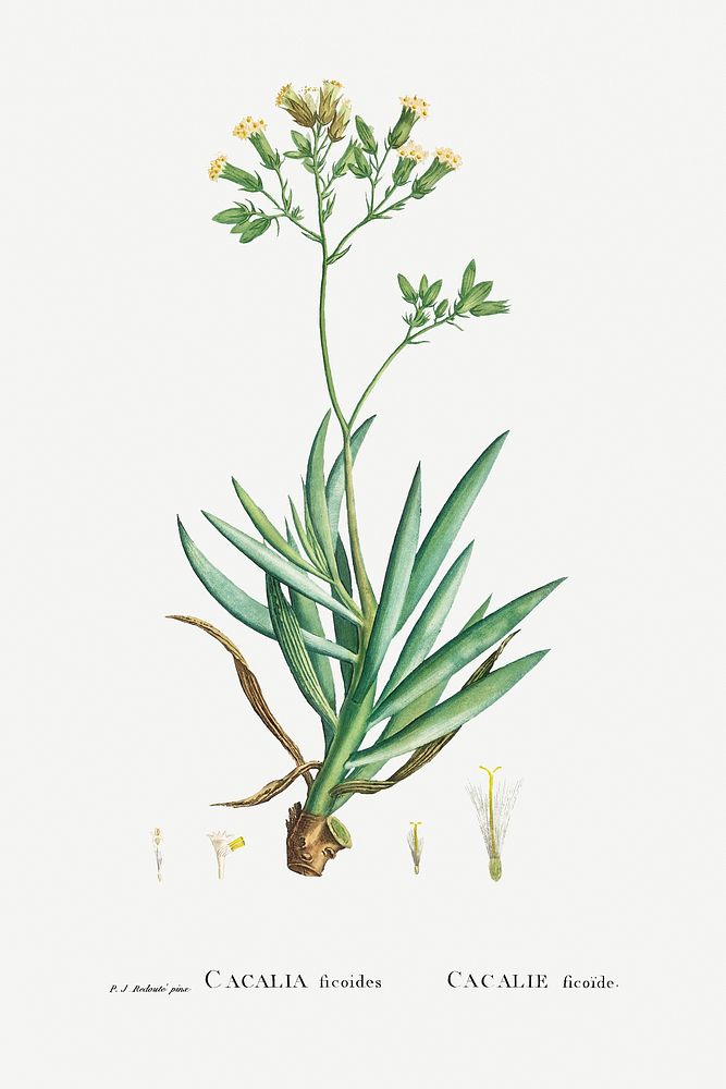 Cacalia Ficoides (Blue Chalk Stick) from Histoire des Plantes Grasses (1799) by Pierre-Joseph Redout&eacute;. Original from…