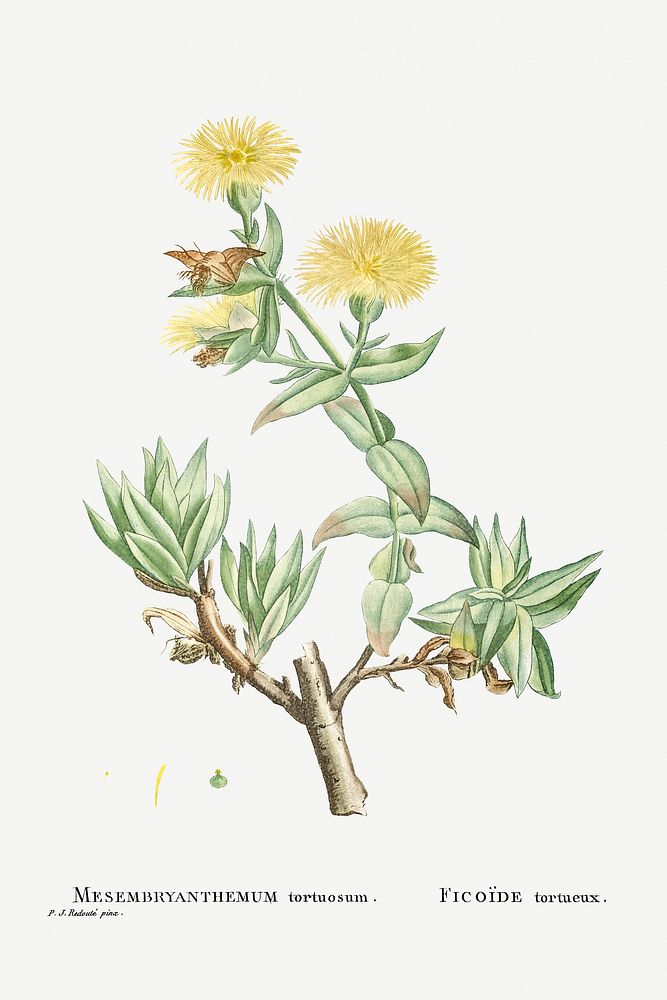 Hand drawn Mesembryanthemum Tortuosum (Kanna) illustration