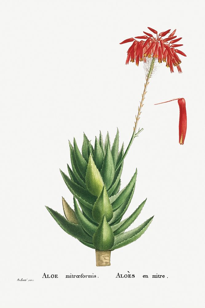 Aloe Mitroeformis (Mitre Aloe) from Histoire des Plantes Grasses (1799) by Pierre-Joseph Redout&eacute;. Original from…