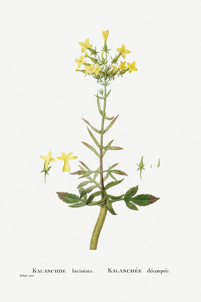 Kalanchoe Laciniata (Christmas Tree Plant) from Histoire des Plantes Grasses (1799) by Pierre-Joseph Redout&eacute;.…