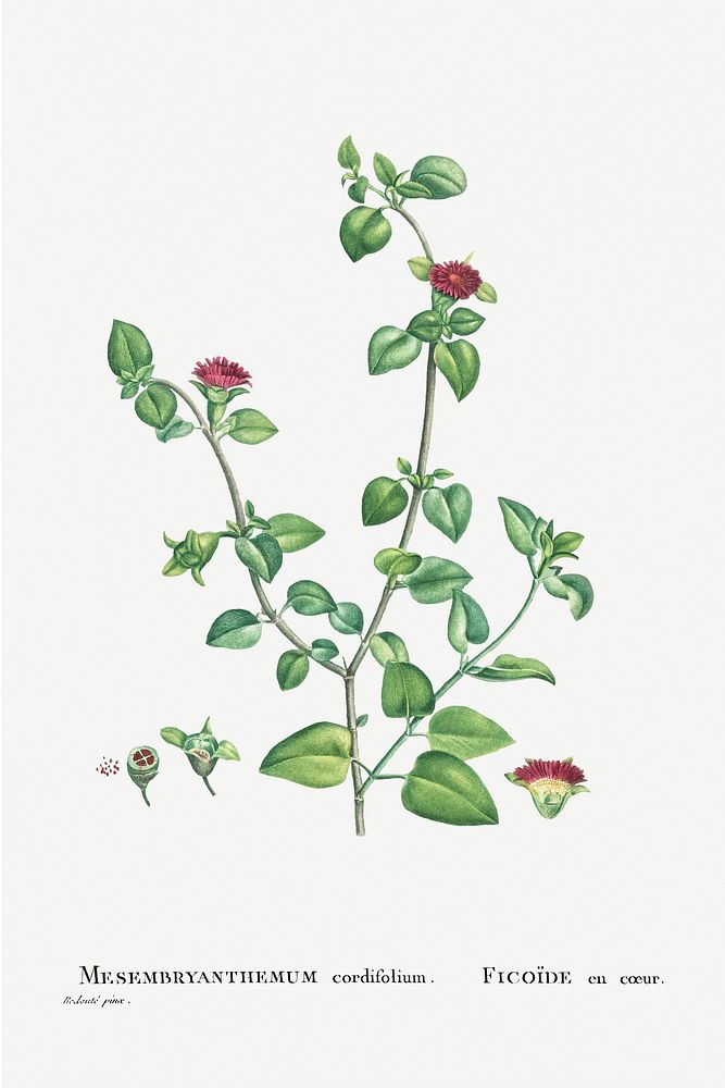 Hand drawn Mesembryanthemum Cordifolium (Baby Sun Rose) illustration