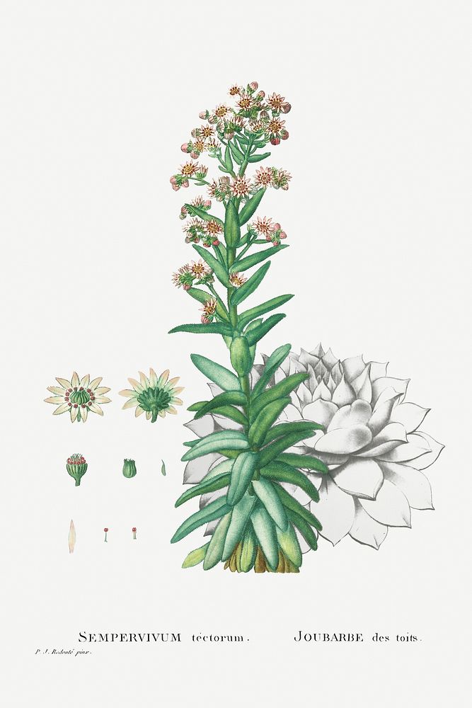 Sempervivum Tectorum (Common Houseleek) from Histoire des Plantes Grasses (1799) by Pierre-Joseph Redout&eacute;. Original…