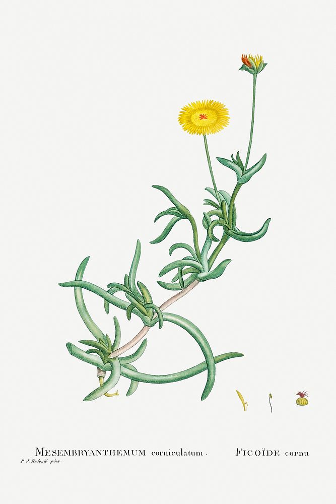 Hand drawn Mesembryanthemum Corniculatum (Marigold) illustration