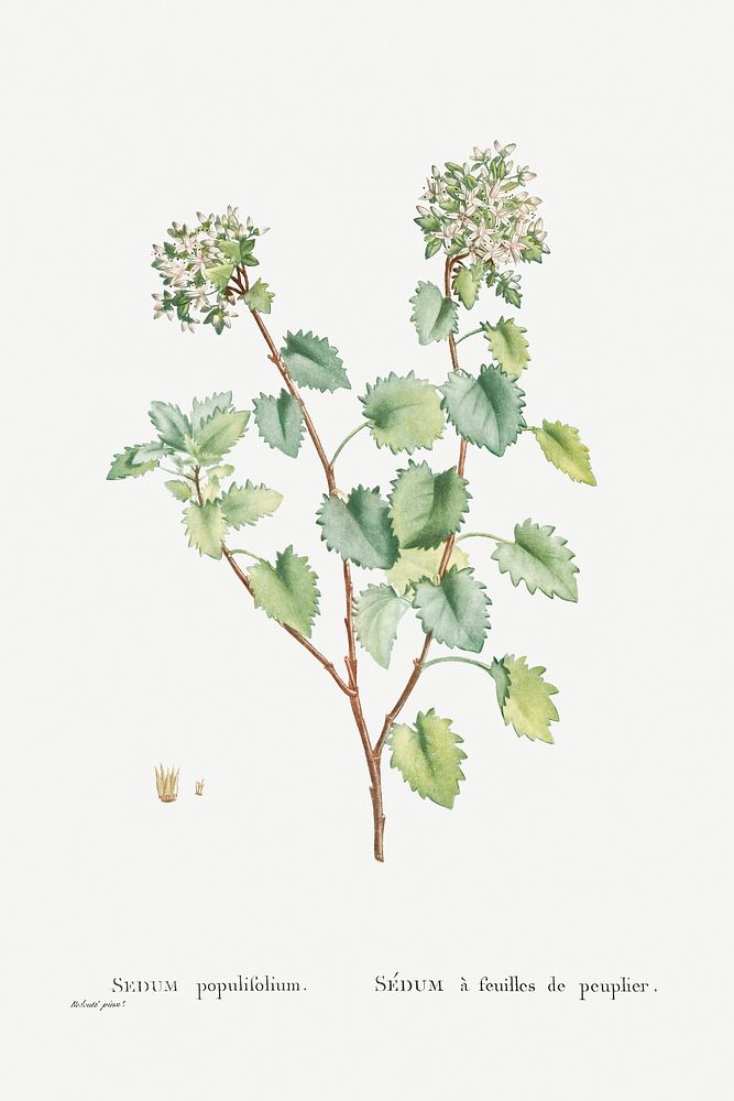 Sedum Populifolium (Poplar Leaved Stonecrop) from Histoire des Plantes Grasses (1799) by Pierre-Joseph Redout&eacute;.…
