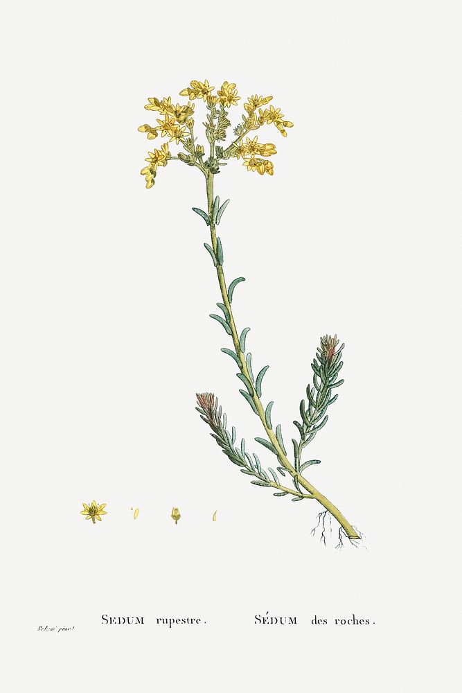 Sedum Rupestre (Jenny's Stonecrop Plants) from Histoire des Plantes Grasses (1799) by Pierre-Joseph Redout&eacute;. Original…