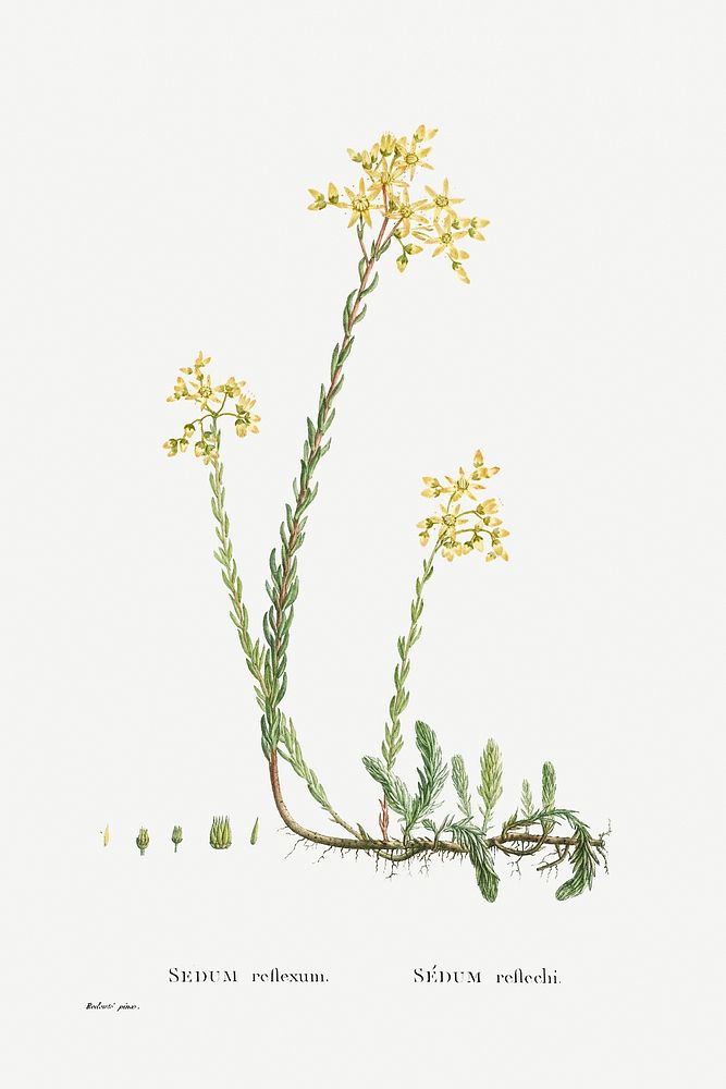 Sedum Reflexum (Reflexed Stonecrop) from Histoire des Plantes Grasses (1799) by Pierre-Joseph Redout&eacute;. Original from…