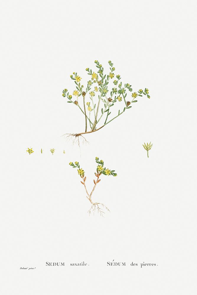 Sedum Saxatile from Histoire des Plantes Grasses (1799) by Pierre-Joseph Redout&eacute;. Original from Biodiversity Heritage…