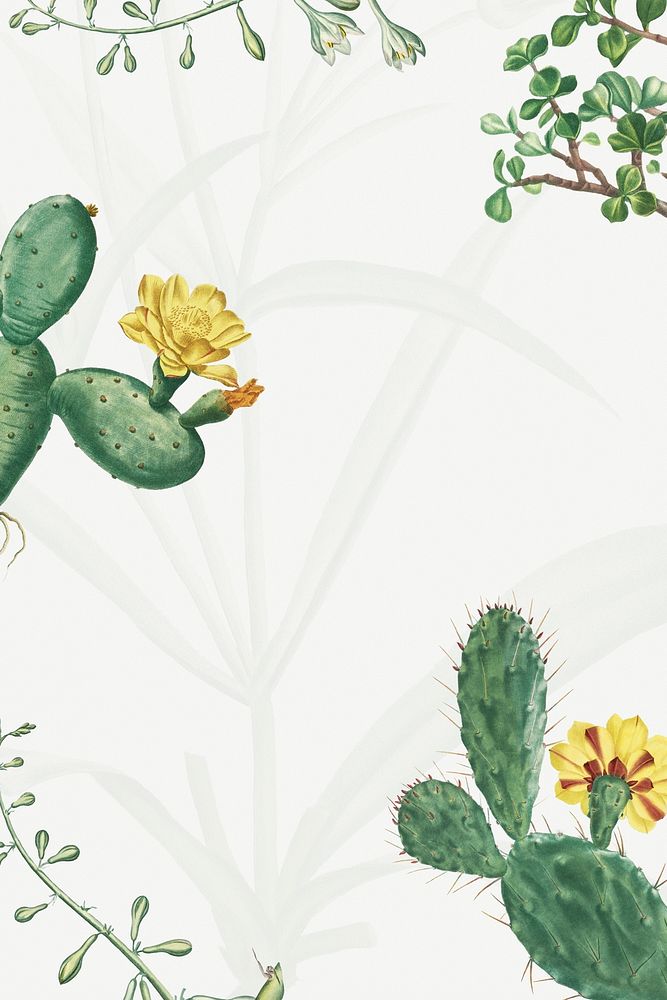 Hand drawn cactus and succelent frame illustration