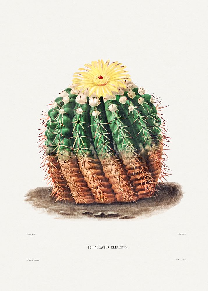 Golden Barrel Cactus (Echinocactus rinaceus) from Iconographie descriptive des cactées by Charles Antoine Lemaire…