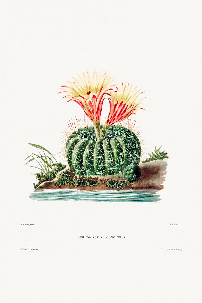 Sun Cup Cactus (Echinocactus Concinnus) from Iconographie descriptive des cactées by Charles Antoine Lemaire…