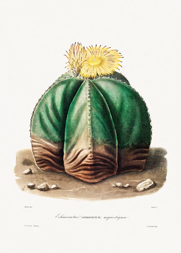 Bishop's Cap Cactus (Astrophytum Myriostigma) from Iconographie descriptive des cactées by Charles Antoine Lemaire…