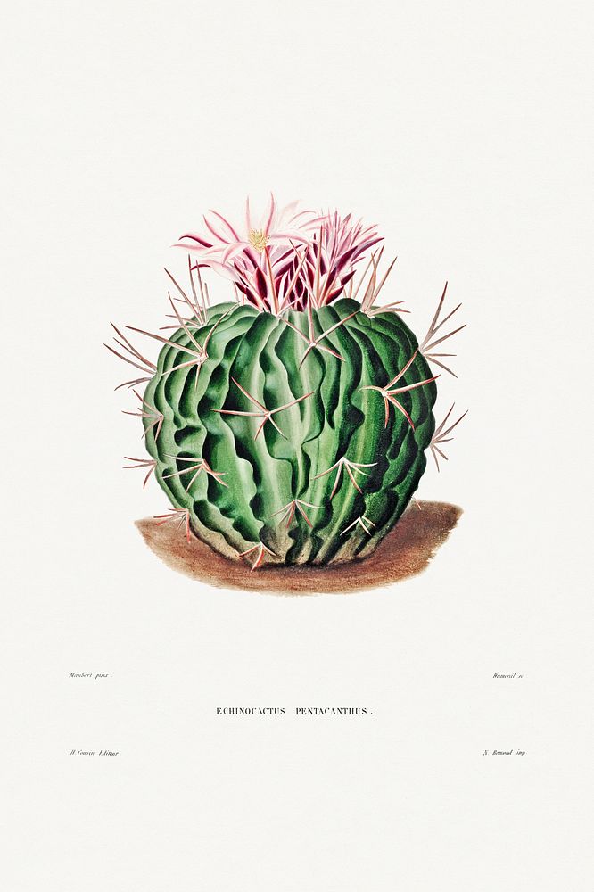 Echinocactus Pentacanthus from Iconographie descriptive des cactées by Charles Antoine Lemaire (1801&ndash;1871). Original…