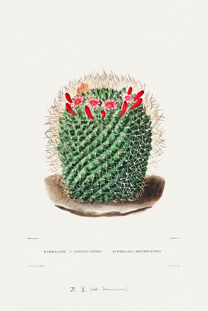 Pincushion Cactus (Mammillaria Dolichocentra) from Iconographie descriptive des cactées by Charles Antoine Lemaire…