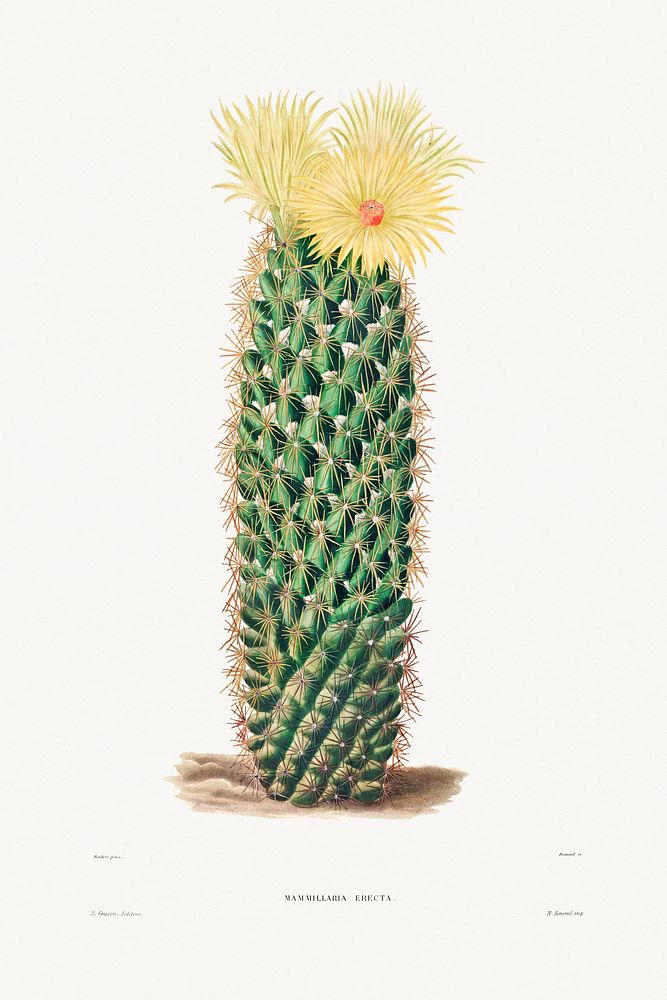 Hedgehog Cactus (Mammillaria Erecta) from Iconographie descriptive des cactées by Charles Antoine Lemaire…