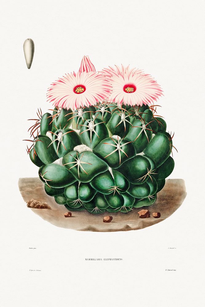 Elephant's Tooth Cactus (Mammillaria Elephantidens) from Iconographie descriptive des cactées by Charles Antoine Lemaire…