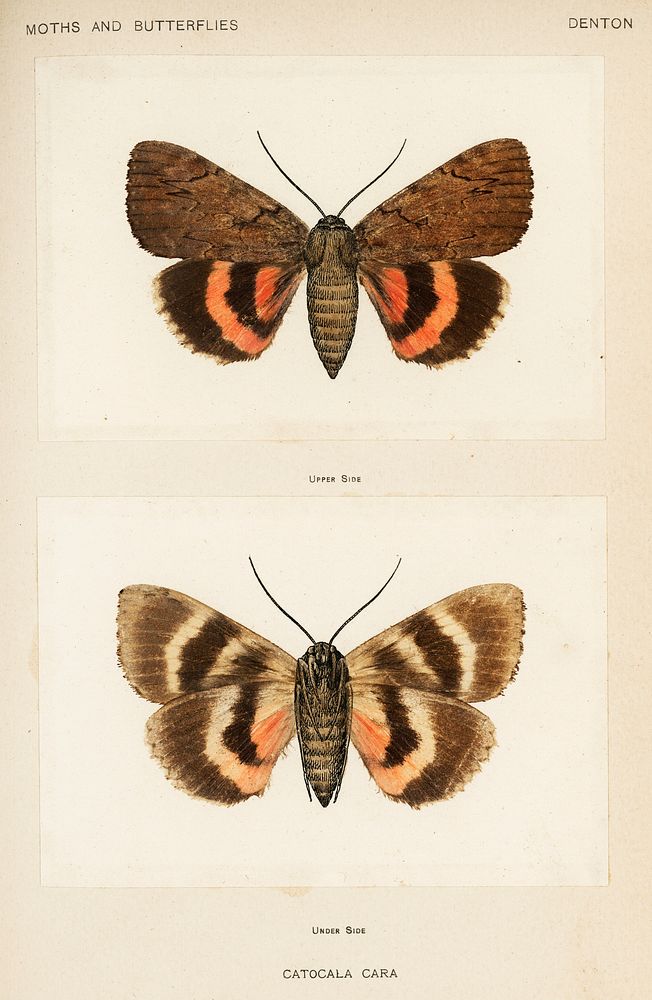 Darling Underwing (Catocala Cara) and under side. Digitally enhanced from our own publication of Moths and Butterflies of…