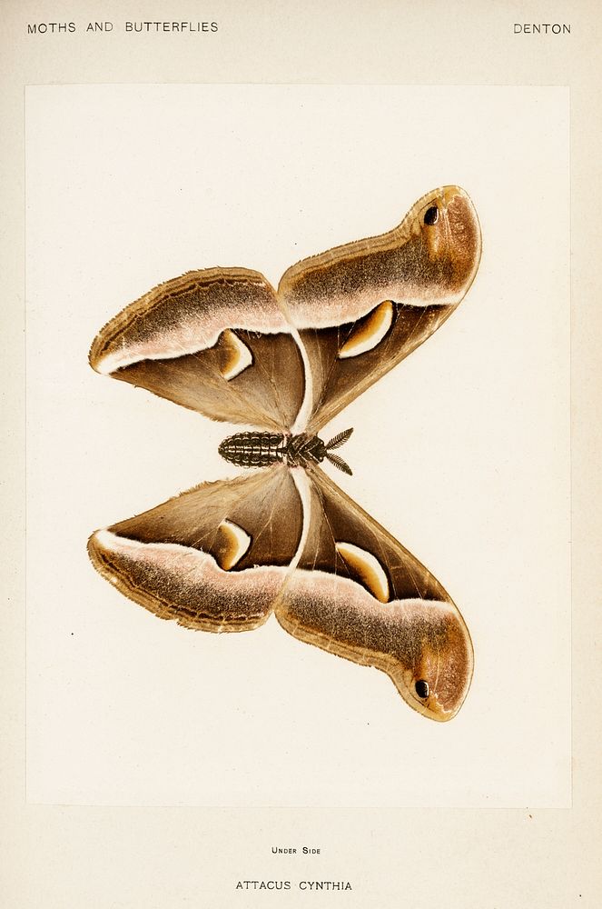 Ailanthus Silkmoth (Attacus Cynthia).  Digitally enhanced from our own publication of Moths and Butterflies of the United…