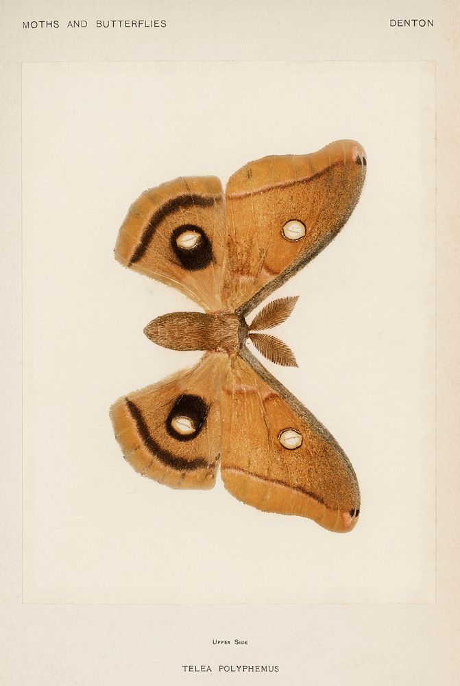 Polyphemus Moth (Telea Polyphemus).  Digitally enhanced from our own publication of Moths and Butterflies of the United…