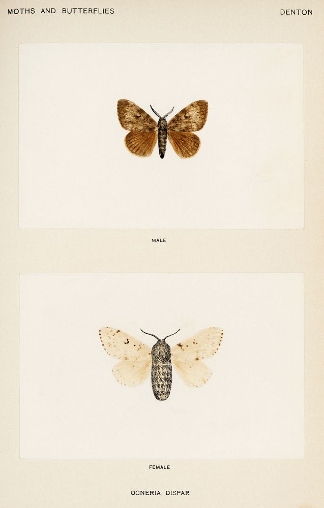 Gypsy Moth - Male, Female (Ocneria Dispar).  Digitally enhanced from our own publication of Moths and Butterflies of the…