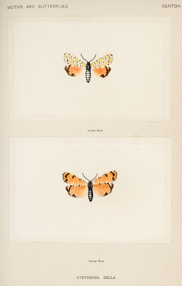 Bella Moth (Utetheisia Bella).  Digitally enhanced from our own publication of Moths and Butterflies of the United States…