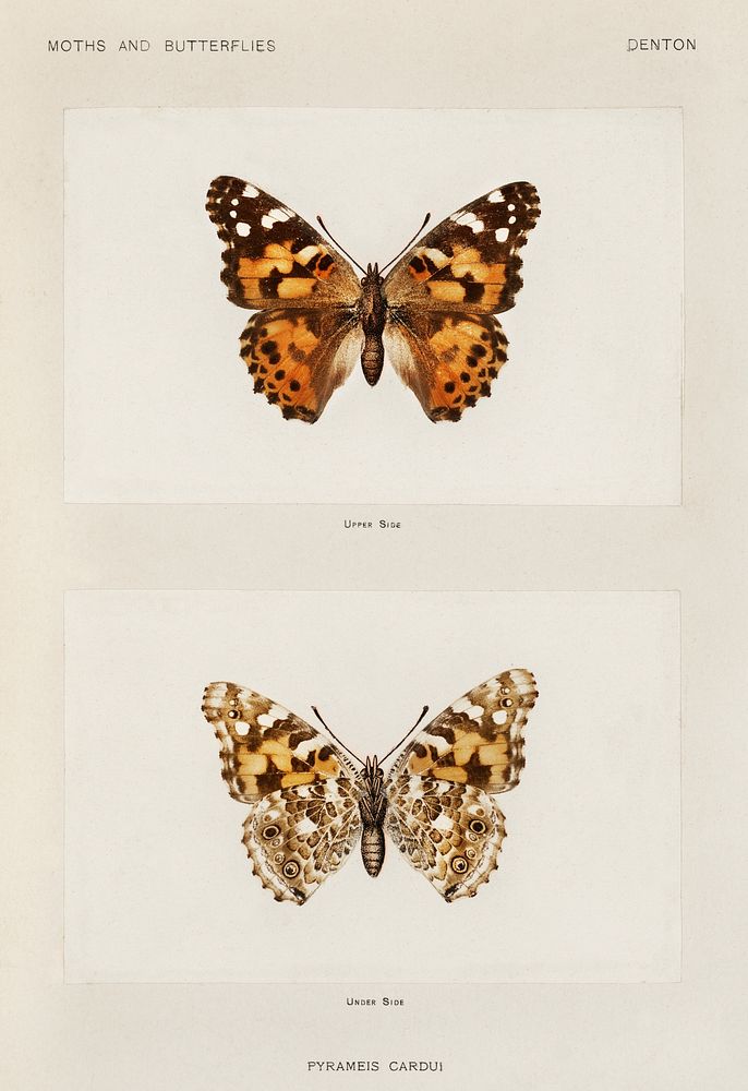 Painted Lady (Pyrameis Cardui).  Digitally enhanced from our own publication of Moths and Butterflies of the United States…