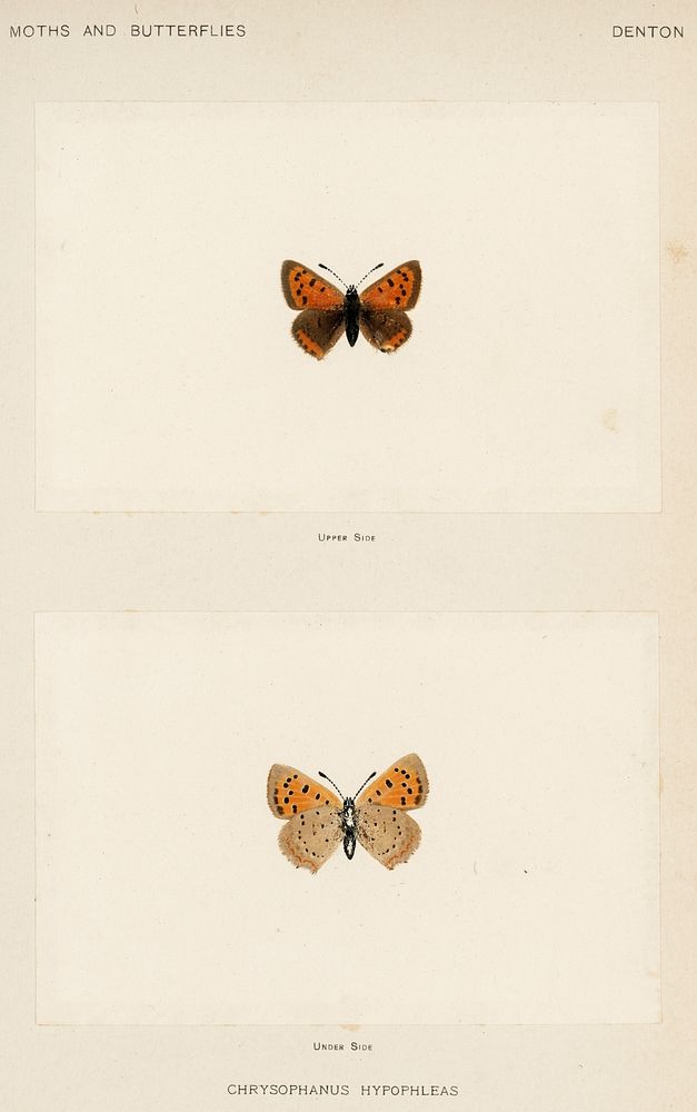 American copper (Chrysophanus Hypopleas).  Digitally enhanced from our own publication of Moths and Butterflies of the…