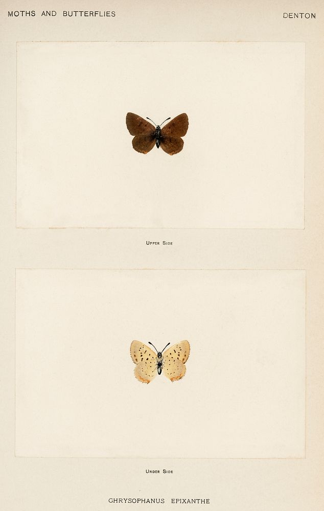 Bog Copper (Chrysophanus Epixanthe).  Digitally enhanced from our own publication of Moths and Butterflies of the United…