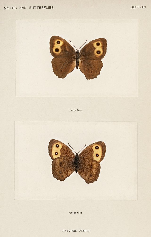 Wood-nymph (Satyrus Alope).  Digitally enhanced from our own publication of Moths and Butterflies of the United States…