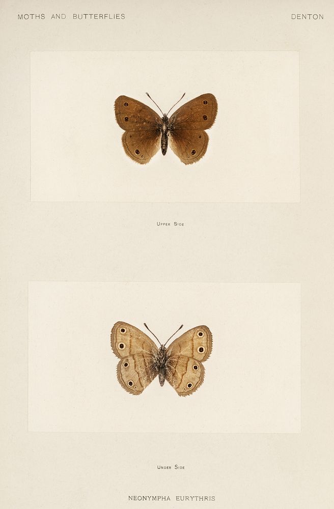 Wood Satyrus (Neonympha Eurythris).  Digitally enhanced from our own publication of Moths and Butterflies of the United…