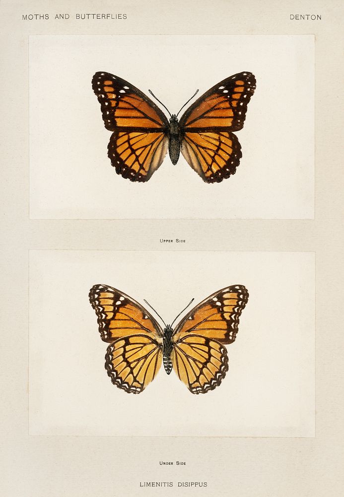 Viceroy (Limenitis Disippus).  Digitally enhanced from our own publication of Moths and Butterflies of the United States…