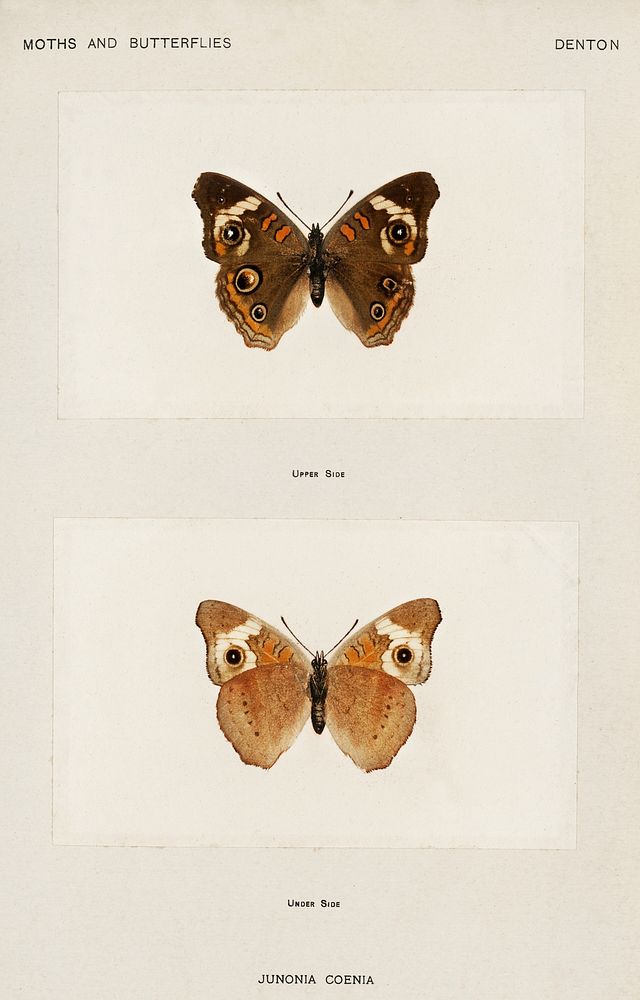 Buckeye (Junonia Coenia).  Digitally enhanced from our own publication of Moths and Butterflies of the United States (1900)…