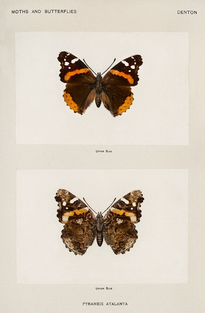 Red Admiral (Pyrameis Atalanta).  Digitally enhanced from our own publication of Moths and Butterflies of the United States…