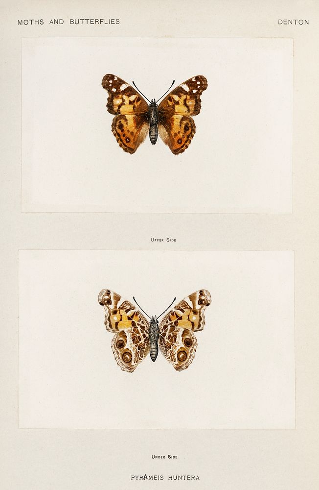 Pyrameis Huntera (Brazilian painted lady). Digitally enhanced from our own publication of Moths and Butterflies of the…