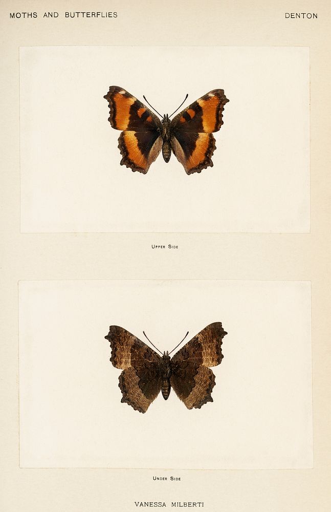 Fire-rim Tortoiseshell (Vanessa Milberti).  Digitally enhanced from our own publication of Moths and Butterflies of the…