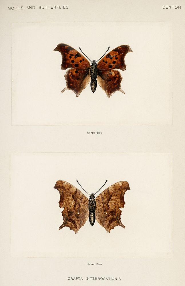 Question Mark (Grapta Interrogationis).  Digitally enhanced from our own publication of Moths and Butterflies of the United…